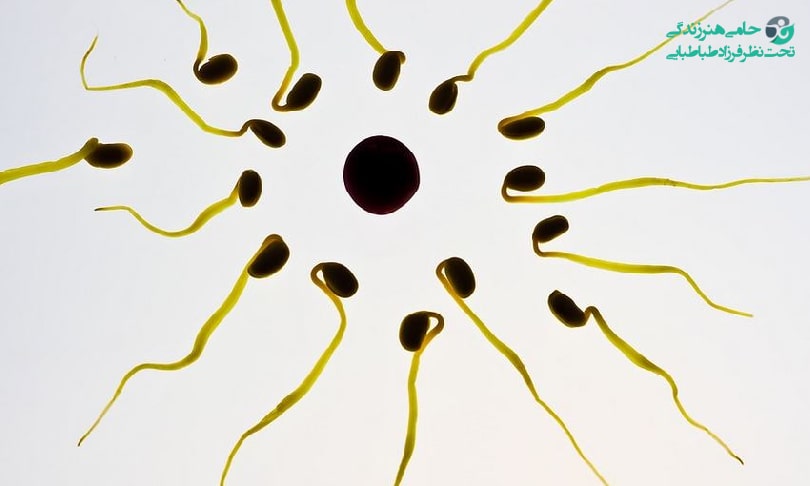 مصرف آنتی اکسیدان برای تقویت اسپرم و تخمک