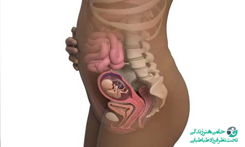 تغییرات بدن بعد از اقدام به بارداری