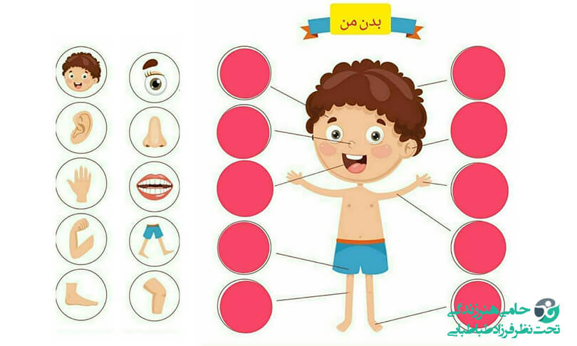 آموزش اعضای بدن به کودک
