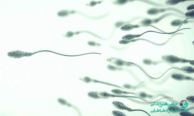 درمان مورفولوژی اسپرم | تاثیر شکل ظاهری اسپرم در عملکرد آن