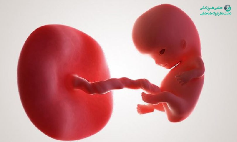 امکان بارداری بعد از سقط جنین