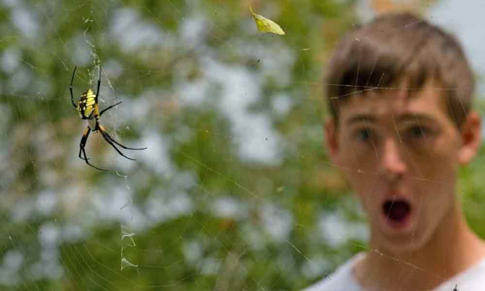 ترس از عنکبوت | علل، نشانه ها و نحوه درمان فوبیای عنکبوت