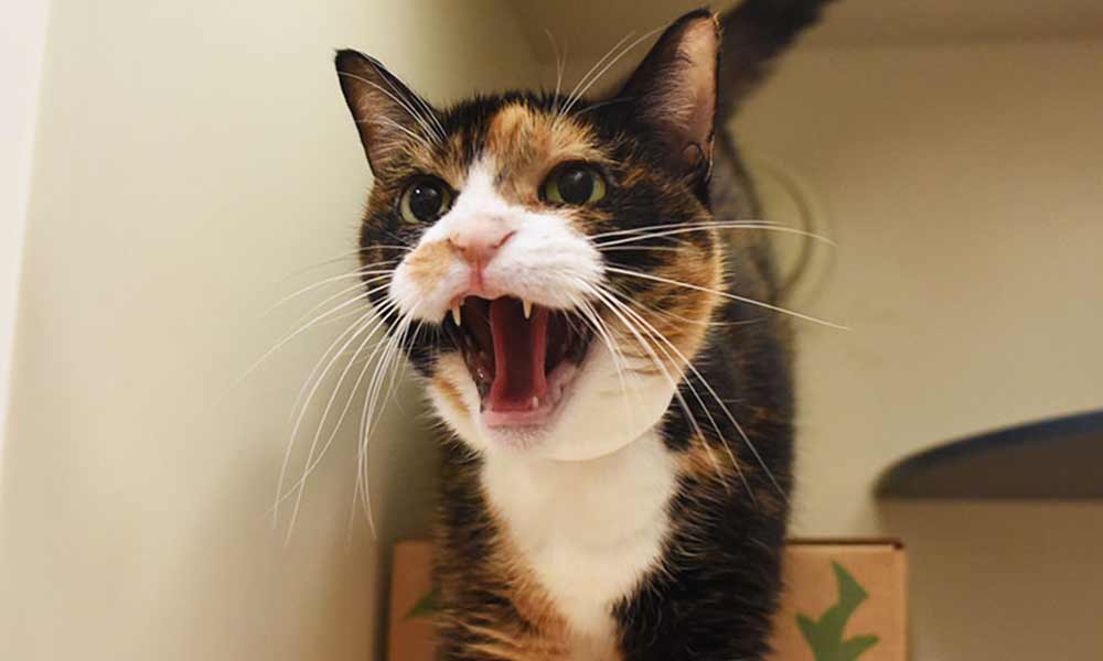ترس از گربه | علل، علائم و درمان فوبیای گربه