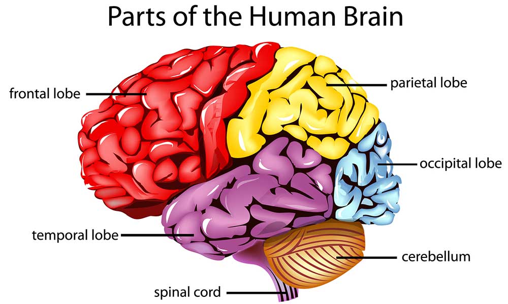لوب های مغز | کارکرد ها و آسیب در لوب های مغزی