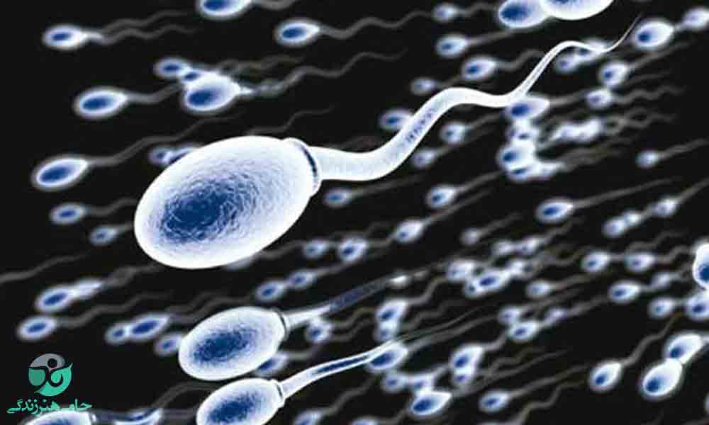 راه‌های افزایش اسپرم در مردان | تقویت و افزایش اسپرم