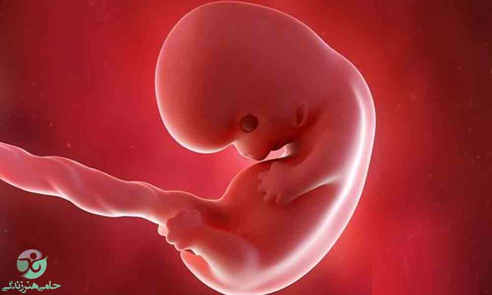 هفته پنجم بارداری | علائم و تغییرات جنین در هفته پنجم