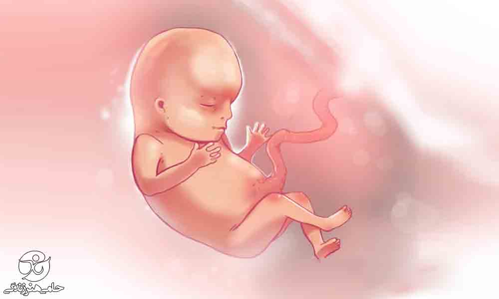 هفته یازدهم بارداری | علائم و تغییرات جنین در هفته یازدهم