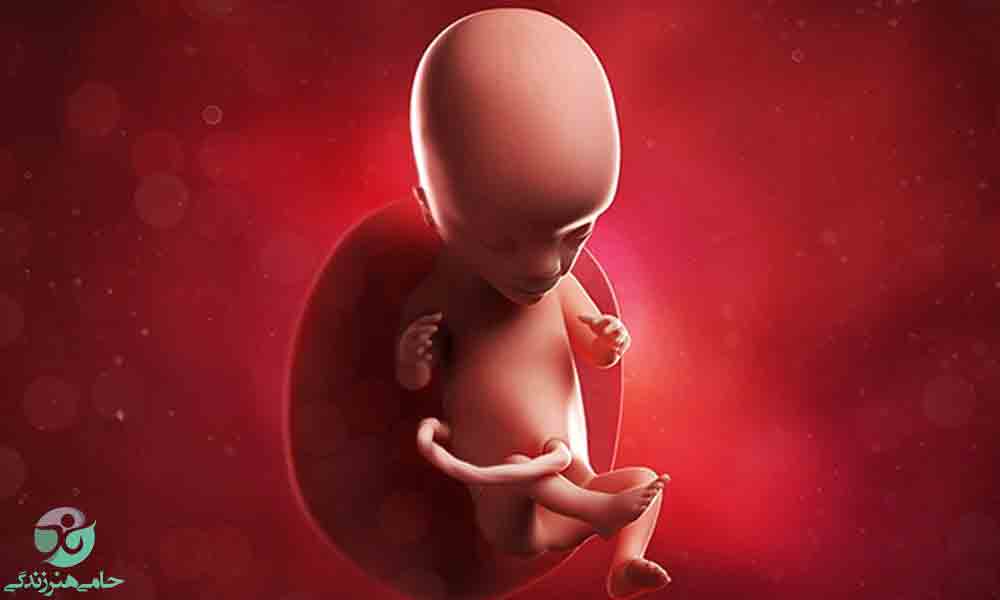هفته سیزدهم بارداری | علائم و تغییرات جنین در هفته سیزدهم