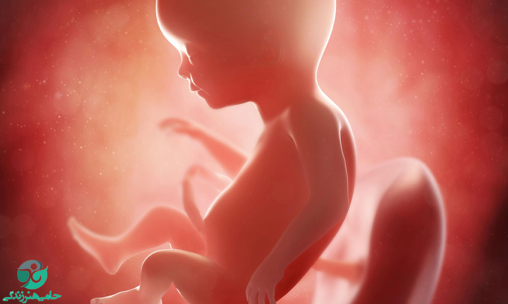 هفته هفدهم بارداری | علائم و تغییرات جنین در این هفته هفده