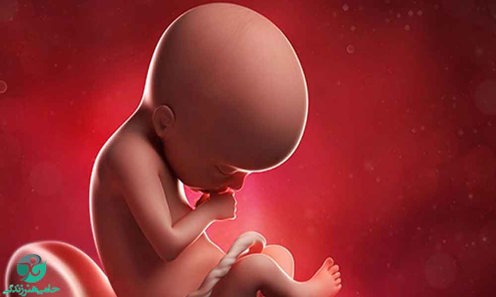 هفته بیست و یکم بارداری | علائم و تغییرات جنین در هفته 21 بارداری