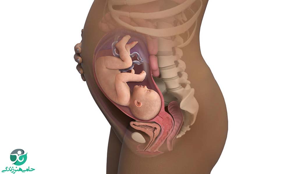 هفته سی و سوم بارداری | علائم و حرکات جنین در هفته 33 ام
