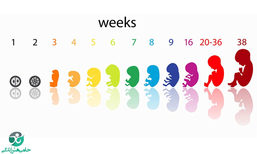 تغییرات جنین در مراحل مختلف | مراحل شکل گیری جنین