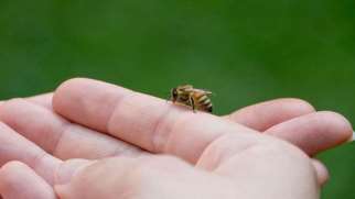 ترس از زنبور | علل، نشانه ها و نحوه درمان فوبیای زنبور