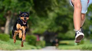 ترس از سگ | علل، نشانه ها و نحوه درمان فوبیای سگ