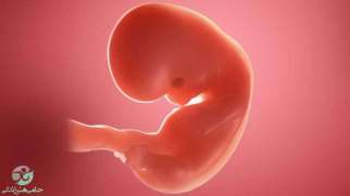 هفته هفتم بارداری | علائم و تغییرات جنین در هفته هفتم