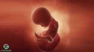 هفته چهاردهم بارداری | علائم و تغییرات جنین در هفته چهاردهم
