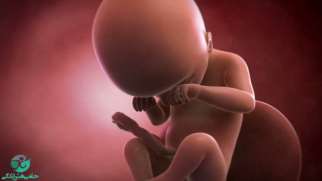 هفته نوزدهم بارداری | علائم و تغییرات جنین در هفته نوزدهم