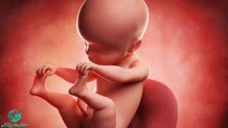 هفته بیست و پنجم بارداری | علائم و تغییرات جنین در هفته بیست و پنجم