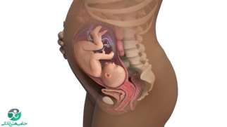 هفته سی و سوم بارداری | علائم و حرکات جنین در هفته 33 ام