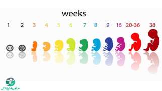 تغییرات جنین در مراحل مختلف | مراحل شکل گیری جنین